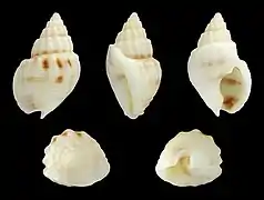 Nassarius (Plicarcularia) fissilabris