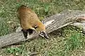 Nasua nasua (South American coati)