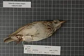 Spécimen de la sous-espèce magna