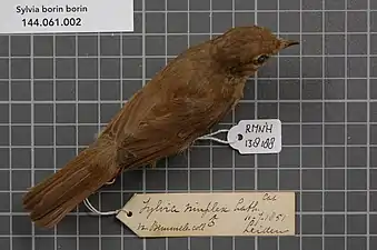 S. b. borin - Parties supérieures d'un mâle, spécimen RMNH.AVES.138188, collecté à Leyde (Pays-Bas).