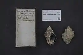 Reishia problematica.