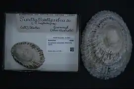 Scutellastra laticostata.