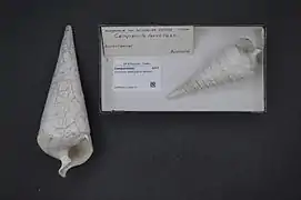 Campanile laeve (Campanilidae).