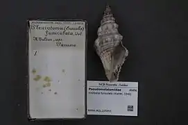 Knefastia funiculata.