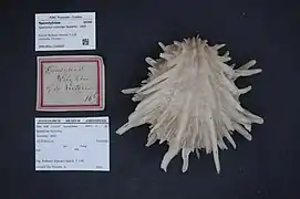 Spondylus victoriae