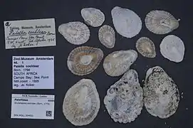 Scutellastra cochlear.