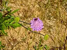 Gros-plan d'une fleur rose qu'un bourdon est en en train de butiné.