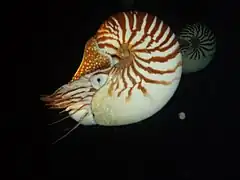 Paire de Nautilus macromphalus, photographié en plongée de nuit à Lifou, profondeur : 15 m