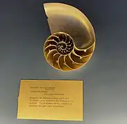 Coquille coupée, provenant de la galerie de paléontologie et d'anatomie comparée du jardin des plantes