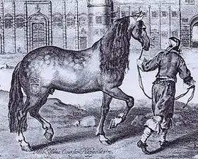 Gravure du XVIIe&nbsp;siècle  représentant un cheval napolitain de couleur grise