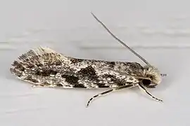 Nemapogon granella (Teigne des grains)