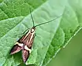 Nemophora degeerella (Linnaeus, 1758)