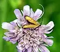 Nemophora metallica (Poda, 1761)