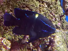 Neoglyphidodon oxyodon