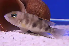 Neolamprologus boulengeri.