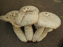 Lentin écailleux (Neolentinus lepideus) — Gloeophyllales