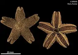 Neosmilaster georgianus (MNHN)