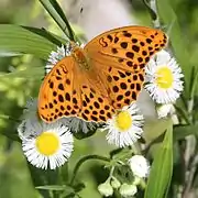 Argynnis anadyomene