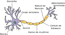 Schéma de la forme d'un neurone accompagné d'une légende.