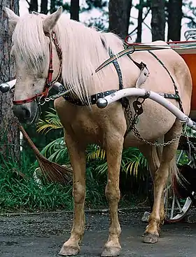 Poney Ngua Noi palomino attelé pour le tourisme