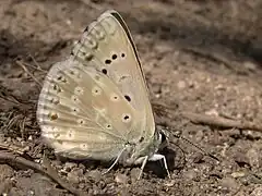 Lysandra albicans, mâle.