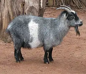 Image illustrative de l’article Chèvre naine nigériane