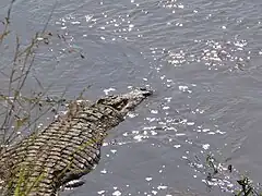 Un crocodile.