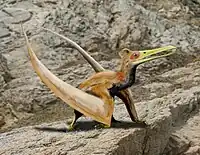 Reconstitution de Ningchengopterus liuae