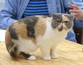 Un exotic shorthair femelle écaille de tortue bleu et blanc présentée en exposition féline à Helsinki.
