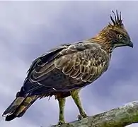 un Nisaetus cirrhatus.