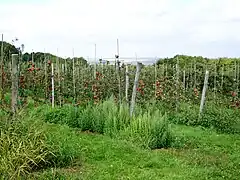 Les vergers sont l'un des éléments caractéristiques du paysage autour de Noisy, les coteaux s'apprêtant à ces cultures. Ici le long de la route des Poissons à la sortie de la forêt de Carnelle.