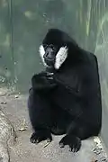 Un gibbon à favoris blancs du Nord.