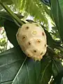 Noni de Tahiti.