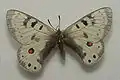Parnassius nordmanni