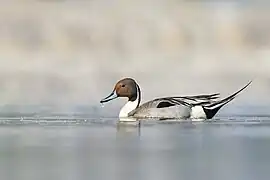 Un canard pilet sur le lac Taudaha&nbsp;(ne), dans la vallée de Katmandou (Népal).