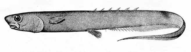 Notacanthus bonaparte (Notacanthidae)