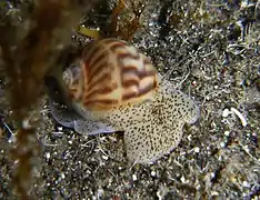 Notocochlis gualteriana