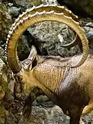 Bouquetin walia (Capra walie).