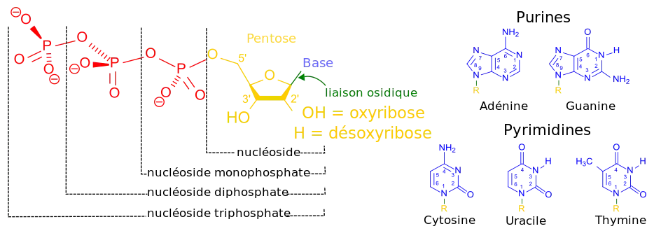Nucléotides, nucléosides et bases nucléiques