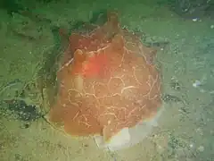 Pleurobranchus testudinarius