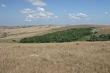 Bosquet sur le plateau de Nyika (Malawi)