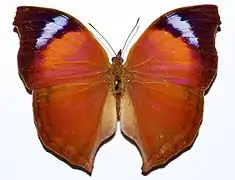 Salamis anteva, avers.