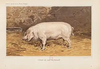 Verrat Normand par Charles-Olivier de Penne.