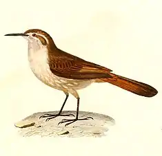 Upucerthie à bec droit (Ochetorhynchus ruficaudus)
