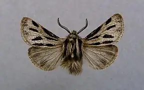 Ocnogyne des Alpes(Ocnogyna parasita)