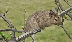Octodon degus (Octodontidae)