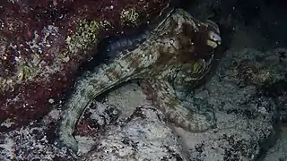 Octopus insularis&nbsp;(en) (Caraïbes et Brésil)