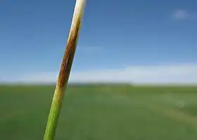 Image illustrative de l’article Piétin-verse