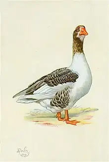 une oie blanche à taches grises, bec et pattes orange