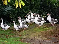 Oies flamandes (forme pie-cendré)